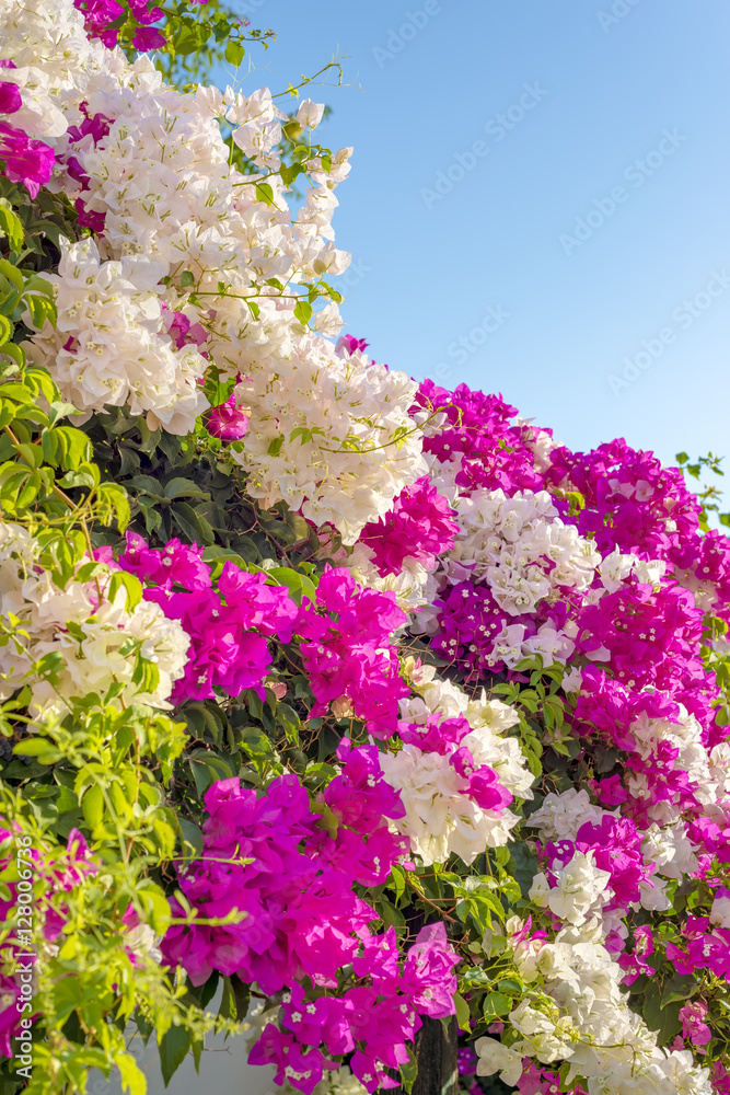 Obraz premium Beautiful big bougainvilleas branches full with pink and white blooming flowers against a nice blue gradient sky background.