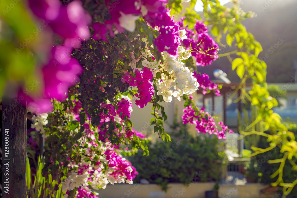 Obraz premium Bougainvillea bushes with pink and white blooming flowers against a blurred background.