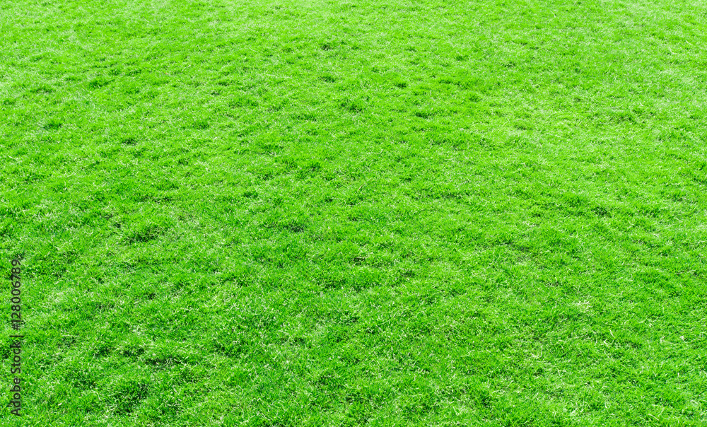 grass texture from a field grass texture from a field