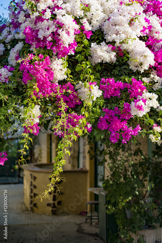 Branches of beautiful pink and white bougainvillea flowers in a mediterranean environment