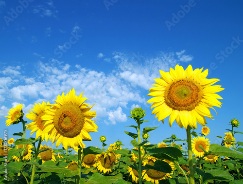 sunflower field