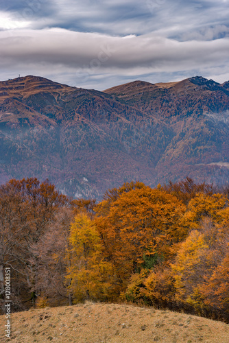 Beech forest in late autumn with colorful dead leaves still on branches and misty mountains in the background