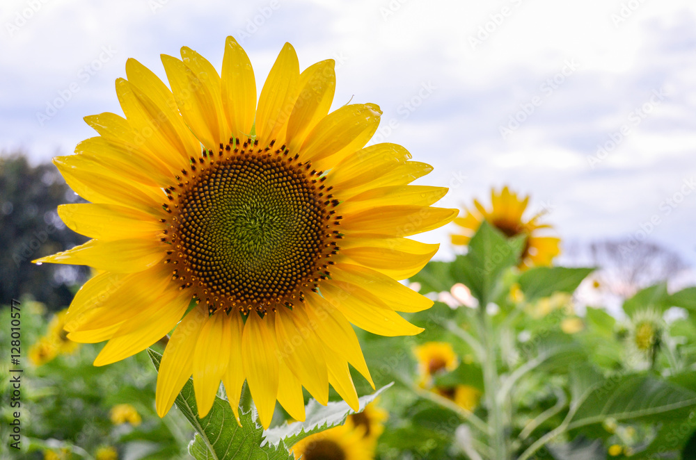 Sunflowers garden. Sunflowers have abundant health benefits. Sun Sunflowers garden. Sunflowers have abundant health benefits. Sun