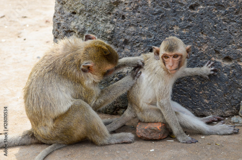 Monkey, The crab-eating macaque. A medium-sized monkey, brown ha photo