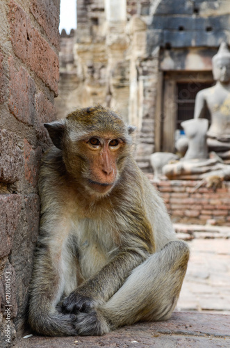 Monkey, The crab-eating macaque. A medium-sized monkey, brown ha photo