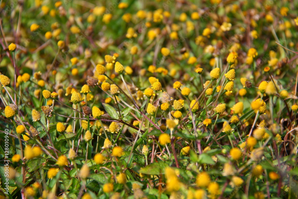 Tiny yellow flowers field