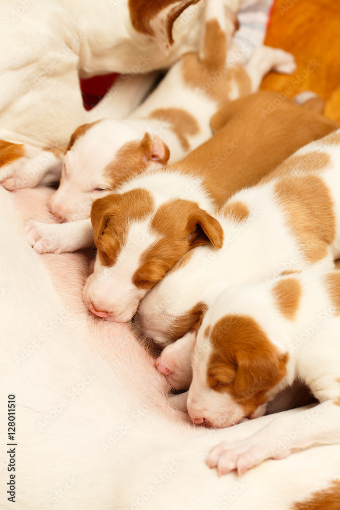 Obraz premium Ibizan Hound dog