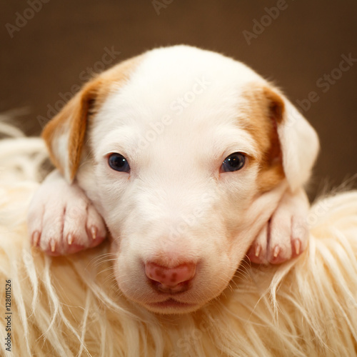 Ibizan Hound dog