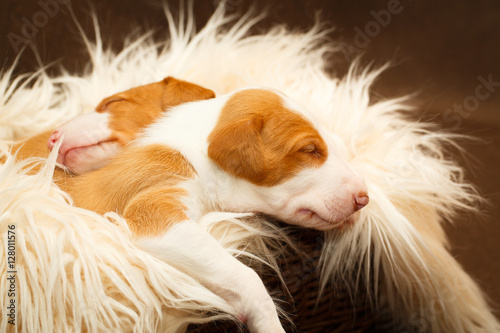 Ibizan Hound dog