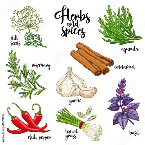 Spices and herbs vector set to prepare delicious healthy food. Colored botanical illustration on white background with dill seed, rosemary, chili pepper, arugula, garlic, cinnamon, basil, lemongrass.