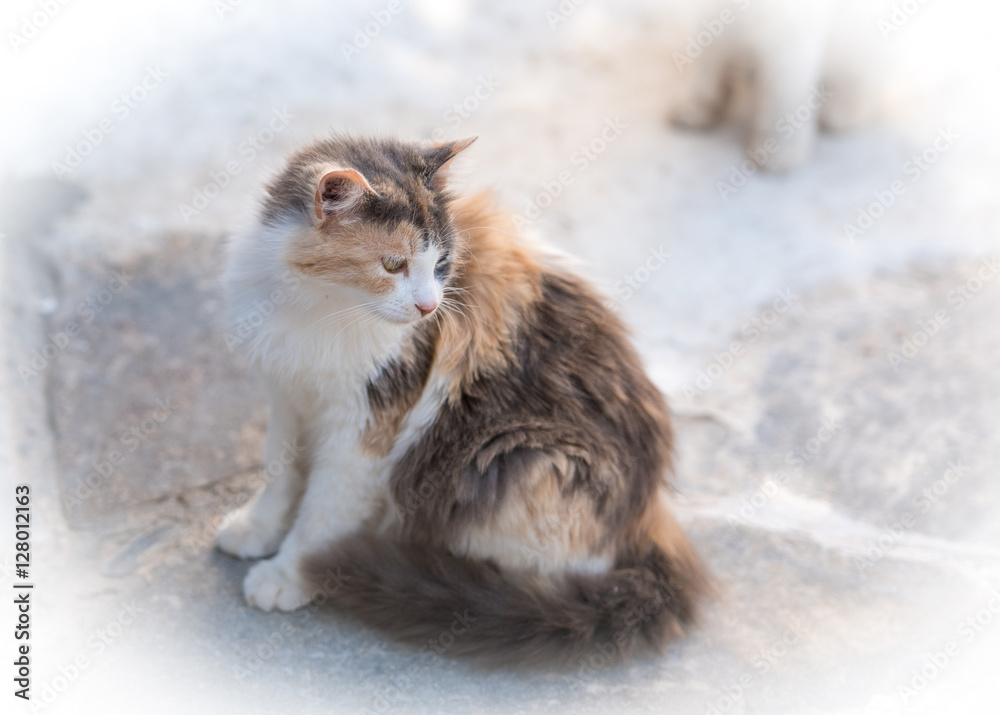 Brown blonde cat standing and looking .White vignette Brown blonde cat standing and looking .White vignette