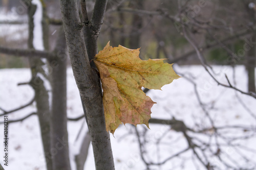 Yellow maple leaf on the tree whist on the background of the first snow photo