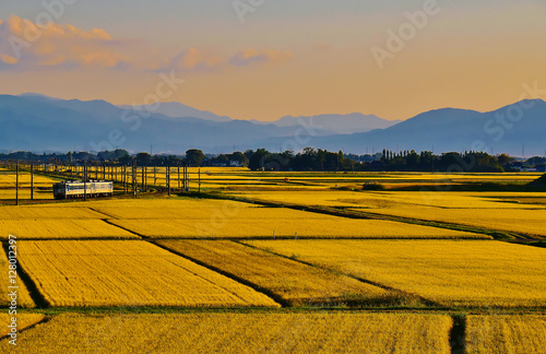 黄金色の庄内平野 photo