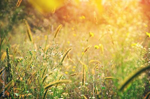 Fototapeta Naklejka Na Ścianę i Meble -  Wild meadow flowers on evening sunlight background.