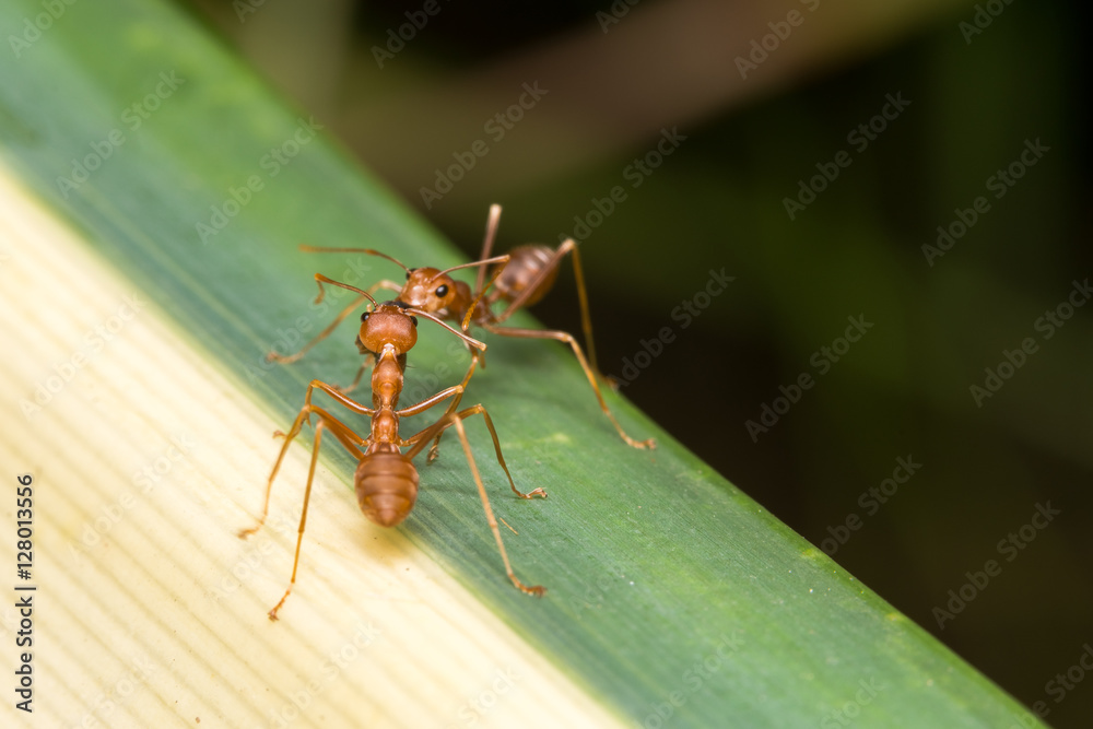 Red ant in the garden
Red ant in the garden