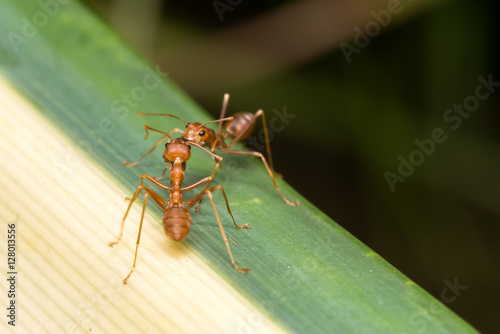 Red ant in the garden 
