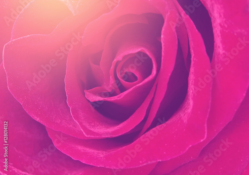  red rose