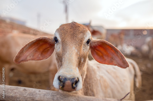 Cute calf close-up in Goshala - protective shelters for cows in holy Hindu city Vrindavan, India. photo