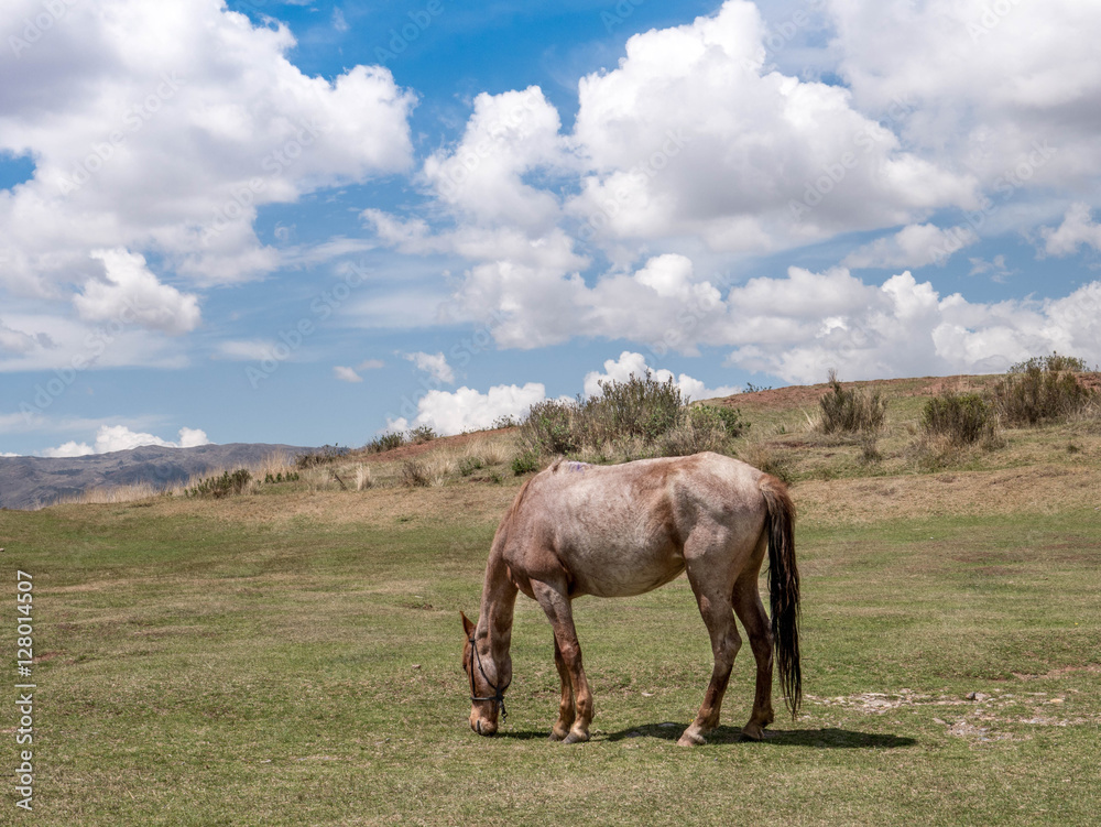 Grazing horse on mountain pasture. Beautiful rural landscape..