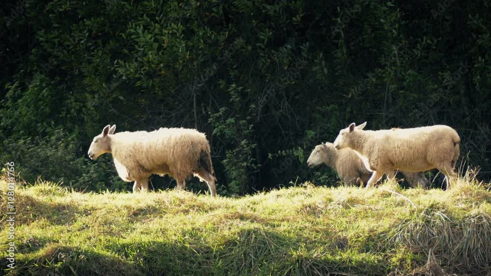 Sheep Walking Past In Evening Sunlight Sheep Walking Past In Evening Sunlight