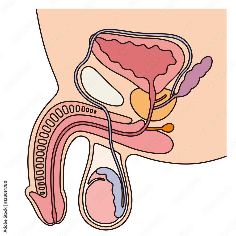 男性生殖器 断面図 Stock Illustration Adobe Stock