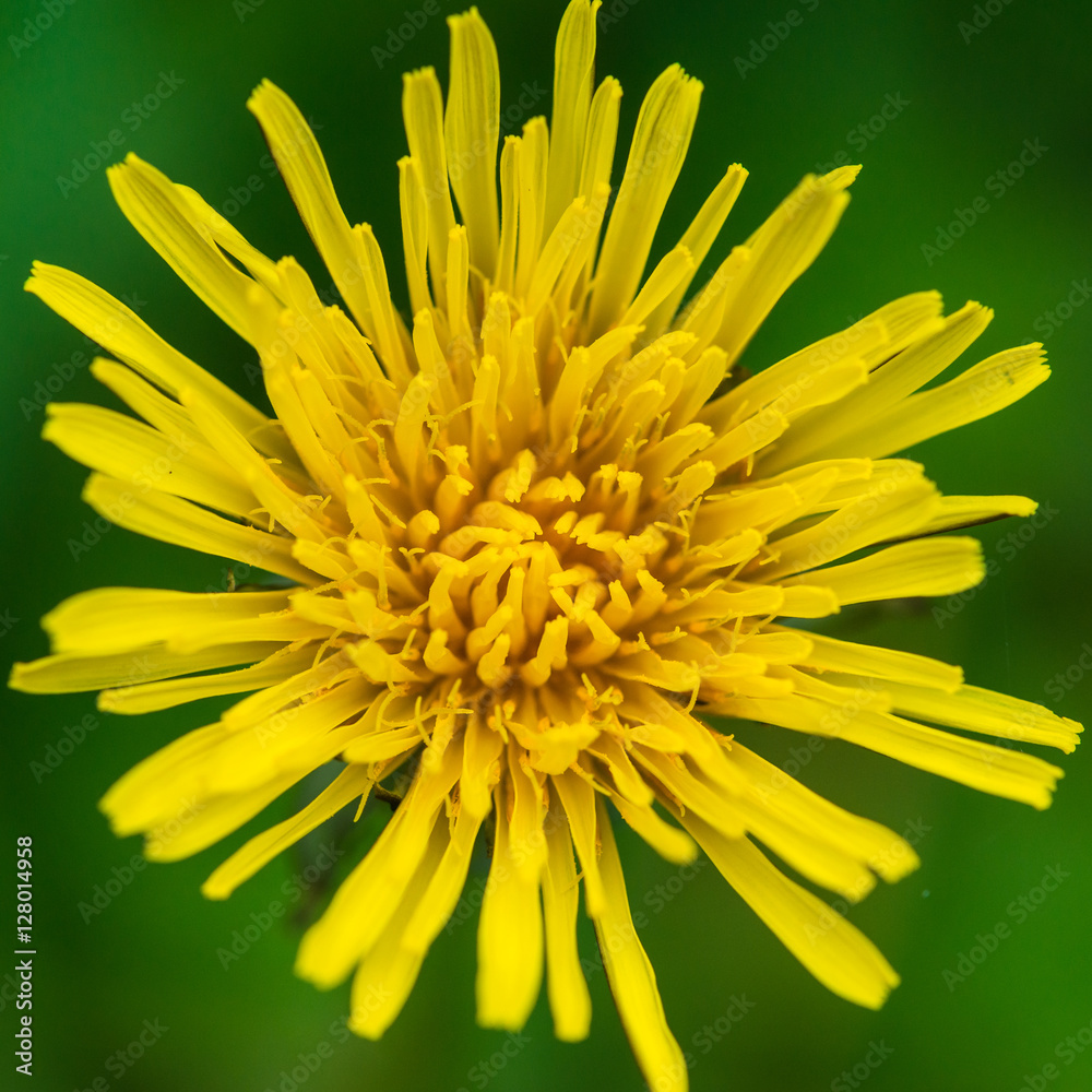 Dandelion Delight Dandelion Delight