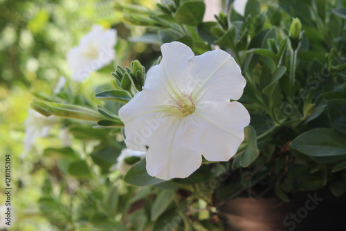 Petunia flowers beautiful bright white. Hanging flower pots in white, then relax.