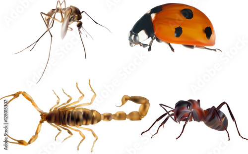 four isolated color insects collection illustration