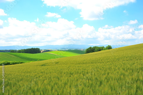 Green Fields Landscape © karinkamon