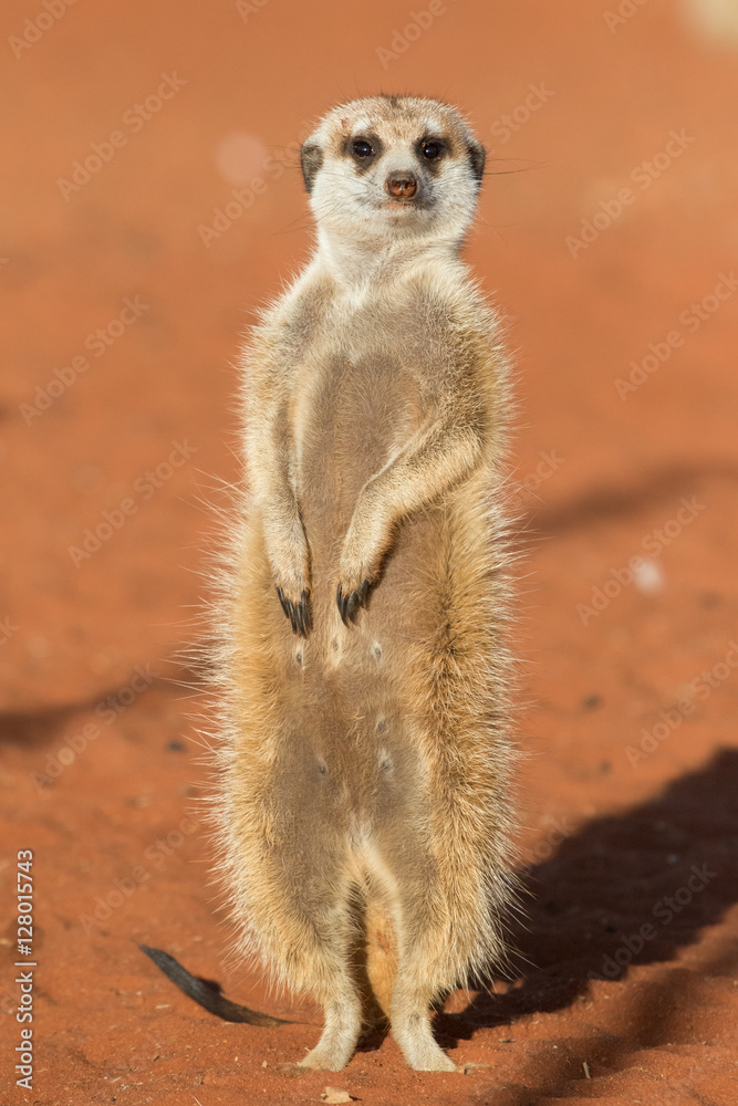 Meerkat sentinel on red sand (Suricata suricatta), Kalahari desert, Namibia Meerkat sentinel on red sand (Suricata suricatta), Kalahari desert, Namibia