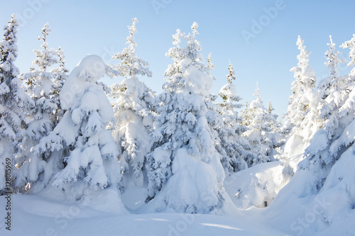 Snow spruces. Winter forest. Ural landscape