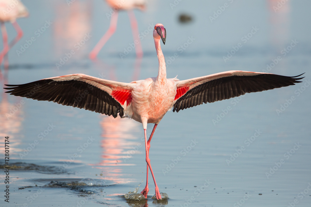 Fototapeta premium Lesser flamingo z otwartymi skrzydłami (Phoeniconaias minor), Walvis Bay, Namibia