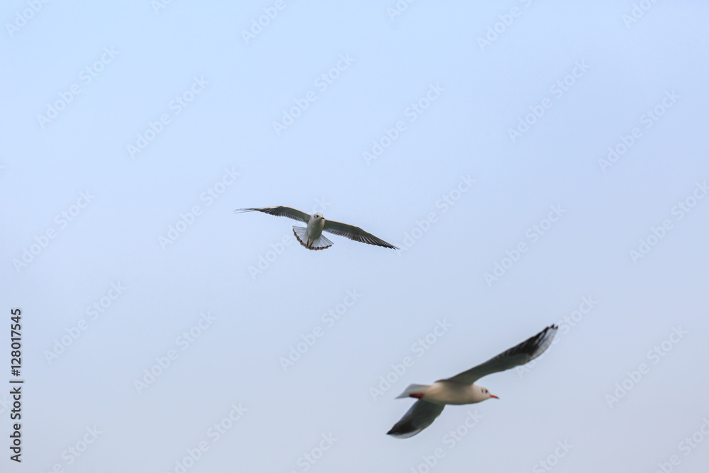 Fototapeta premium A black-headed gulll is flying in the sky