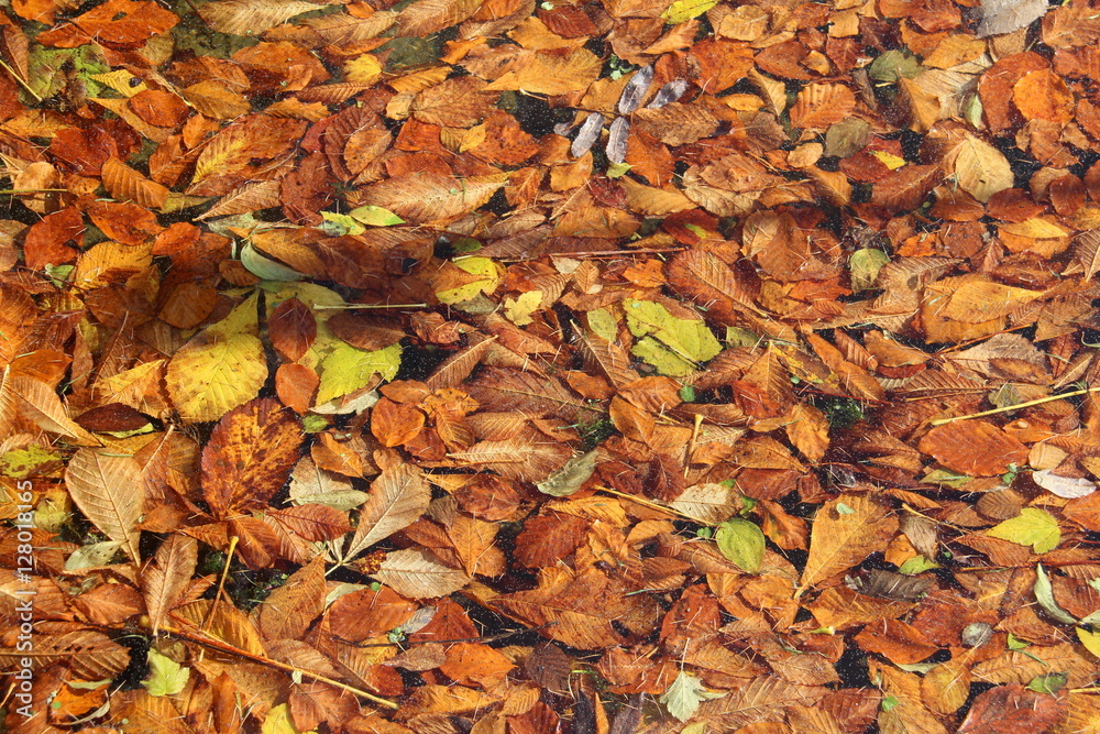 Autumn leaves in water Autumn leaves in water