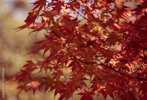 Japanese Maple  Acer palmatum  with autumn leaves  