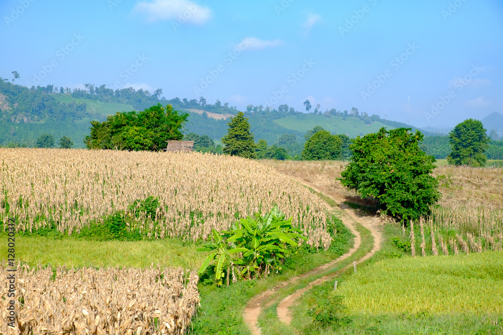 Corn field hill blue sky for background backdrop use Corn field hill blue sky for background backdrop use