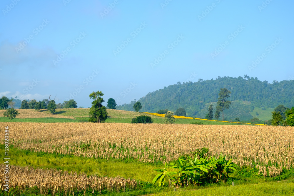 Fototapeta premium Corn field hill blue sky for background backdrop use