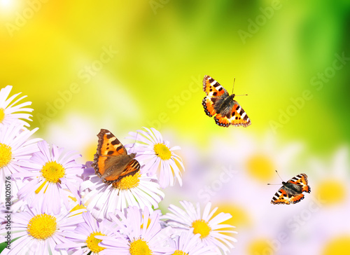 Butterflies flying over flowers