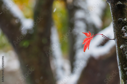 Autumn leaves and snow 