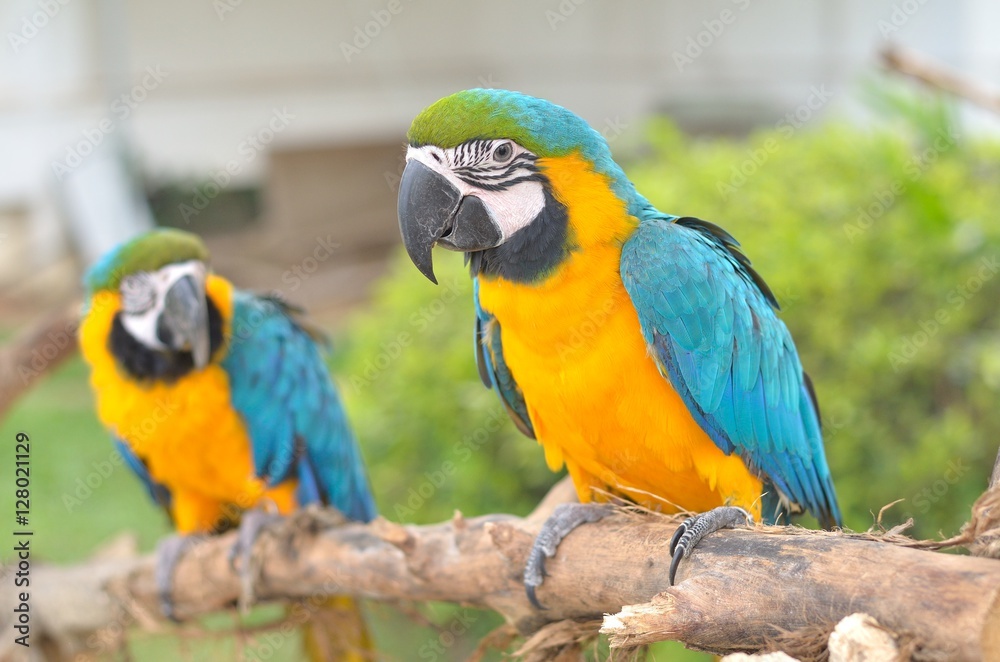 Blue-and-yellow Macaw (Ara ararauna) also known as the Blue-and-gold Macaw, a large South American parrot 