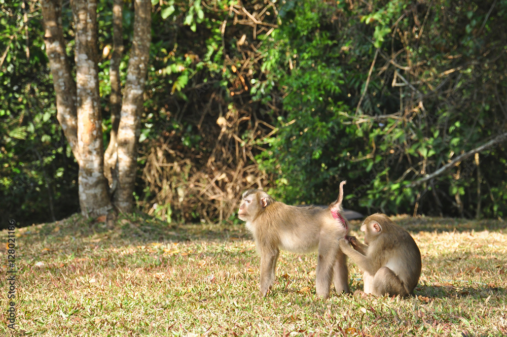 Female macaque plucking flees to her mate at Khao Yai national park, Pig-tailed Macaque
