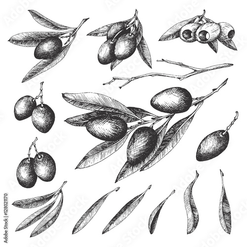 Olive sketch element collection, olive branches isolated over white background, leaves, olives, vector hand drawn retro illustration. Italian cuisine.