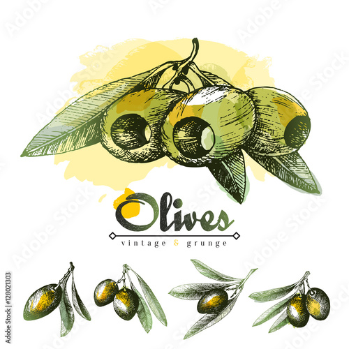 Pitted olives with leaves sketch vector illustration, small olive branches hand drawn pencil and colorful spot, vintage style elements set of traditional Italian and Greece products.