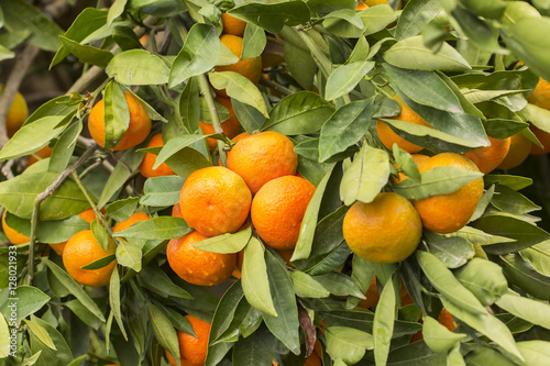 Mandalina Ağacı