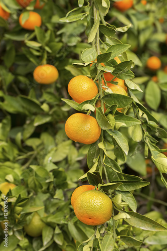 Mandalina Ağacı