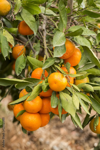Mandalina Ağacı