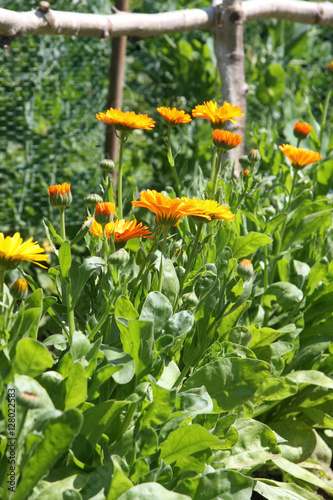 Ringelblumen im Gemüsegarten