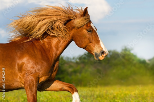 Red horse with long mane portrait run outdoor in summer day © callipso88