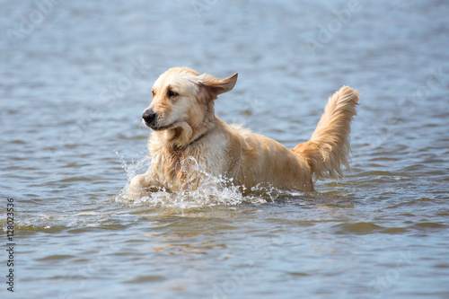 Hund spielt im Meer