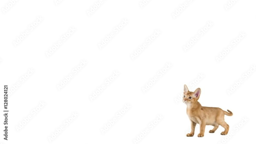 Abyssinian kitten	 on a white background